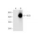 KLC3 Antibody (F-6) - Western Blotting - Image 304948