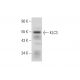 KLC3 Antibody (F-6) - Western Blotting - Image 304950 