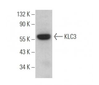 KLC3 Antibody (F-6) - Western Blotting - Image 372813 
