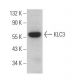 KLC3 Antibody (F-6) - Western Blotting - Image 372813 