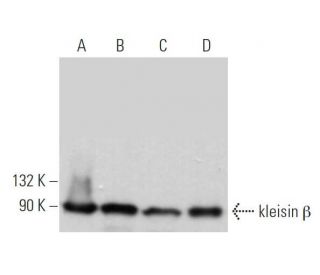 kleisin &beta; Antibody (B-1) - Western Blotting - Image 367247 