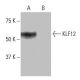 KLF12 Antibody (NQ-C45) - Western Blotting - Image 64984