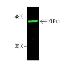 KLF15 Antibody (A5) Western Blotting Image 389998