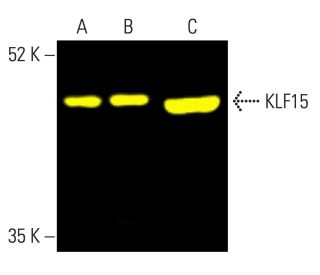western blotting image from recommended KLF15 (A-5) monoclonal antibody replacement. Image 401997