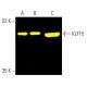 western blotting image from recommended KLF15 (A-5) monoclonal antibody replacement. Image 401997