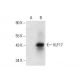 KLF17 Antibody (B-6) - Western Blotting - Image 301412