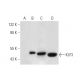 KLF3 Antibody (B-12) - Western Blotting - Image 320892 