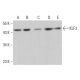 KLF3 Antibody (B-12) - Western Blotting - Image 375441