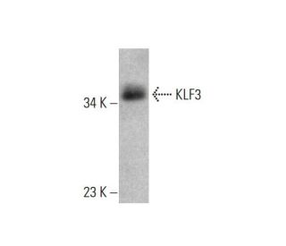 KLF3 Antibody (H-8) - Western Blotting - Image 384491 