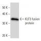 KLF3 Antibody (KLF3B10F1) - Western Blotting - Image 16684