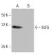 KLF6 Antibody (2F5) - Western Blotting - Image 64985