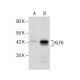 KLF6 Antibody (E-10) - Western Blotting - Image 157488 