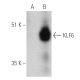 KLF6 Antibody (E-10) - Western Blotting - Image 390951