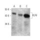 western blotting image from recommended KLF6 (E-10) monoclonal antibody replacement. Image 356233
