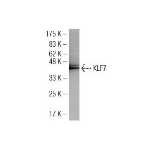 KLF7 Antibody (83-RT) - Western Blotting - Image 34399 