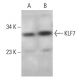 KLF7 Antibody (B-8) - Western Blotting - Image 385275 
