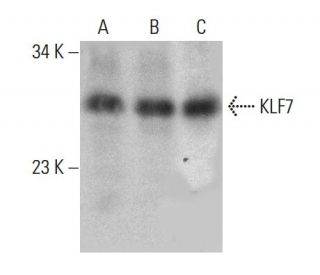KLF7 Antibody (B-8) - Western Blotting - Image 388029 