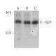KLF7 Antibody (B-8) - Western Blotting - Image 388029 