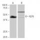 KLF8 Antibody (12D2) - Western Blotting - Image 64986