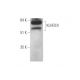 KLHDC4 Antibody (E-4) - Western Blotting - Image 349071