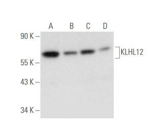 KLHL12 Antibody (D-1) - Western Blotting - Image 333450 