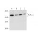 KLHL12 Antibody (D-1) - Western Blotting - Image 333450 
