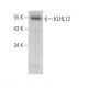 KLHL12 Antibody (D-1) - Western Blotting - Image 371949