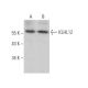 KLHL12 Antibody (D-1) - Western Blotting - Image 371953 