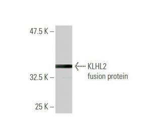 KLHL2 Antibody (3G3) - Western Blotting - Image 349525