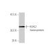 KLHL2 Antibody (3G3) - Western Blotting - Image 349525