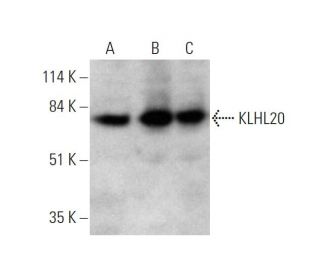 KLHL20 Antibody (D-7) - Western Blotting - Image 346535 