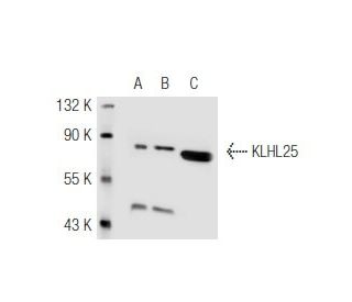 KLHL25 Antibody (K-20) - Western Blotting - Image 47780 