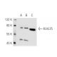 KLHL25 Antibody (K-20) - Western Blotting - Image 47780 