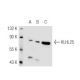 KLHL25 Antibody (K-20) - Western Blotting - Image 47782