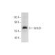 KLHL31 Antibody (E-2) - Western Blotting - Image 320253