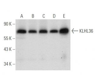 KLHL36 Antibody (F-7) - Western Blotting - Image 314166 