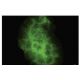 KLK10 Antibody (I-06) - Immunofluorescence - Image 35594