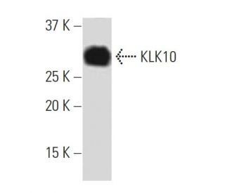 KLK10 Antibody (I-06) - Western Blotting - Image 33924 
