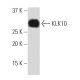 KLK10 Antibody (I-06) - Western Blotting - Image 33924 
