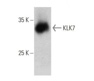 western blotting image from recommended KLK7 (H-5) monoclonal antibody replacement. Image 359435