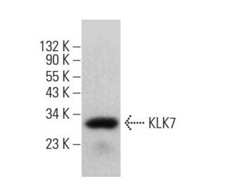 KLK7 Antibody (H-5) - Western Blotting - Image 383906 