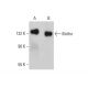 Klotho Antibody (A-9) - Western Blotting - Image 384258 