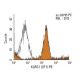 KLRG1 Antibody (2F1) - Flow Cytometry - Image 11451