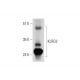 KLRG2 Antibody (B-12) - Western Blotting - Image 326477 