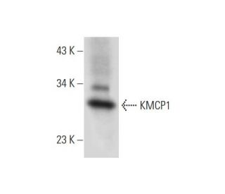 KMCP1 Antibody (C-7) - Western Blotting - Image 309578