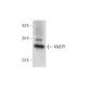 KMCP1 Antibody (C-7) - Western Blotting - Image 309578