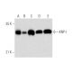 KNP-I Antibody (D-5) - Western Blotting - Image 319587 
