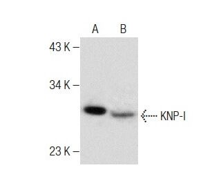 KNP-I Antibody (E-6) - Western Blotting - Image 283476 