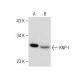 KNP-I Antibody (E-6) - Western Blotting - Image 283476 
