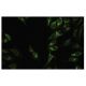 KNP-I Antibody (MM-7) - Immunofluorescence - Image 35779